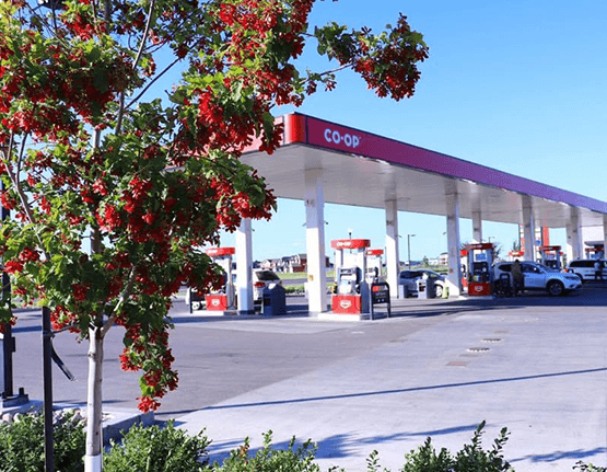 ornamental trees beautifying a co-op gas station in regina, saskatchewan