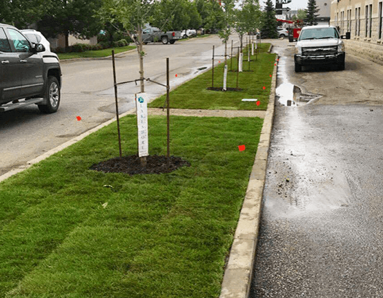 sod laid and trees planted for commercial business